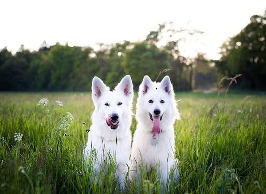 Mon chien est allergique aux acariens