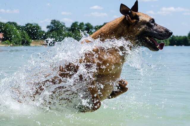 Baignade et Sécurité Aquatique pour Chiens : Conseils essentiels pour des moments de plaisir en toute sécurité