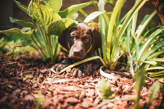 Les plantes toxiques pour vos animaux