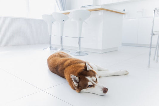 Une maison adaptée aux chiens