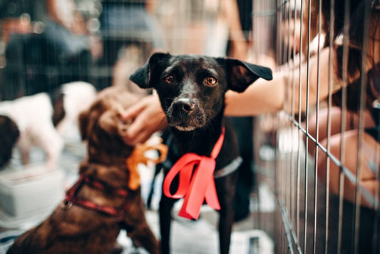 Les choses à savoir sur les chiens de refuge